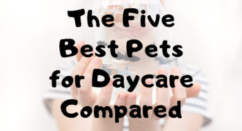 The Five Best Pets For Daycare Compared